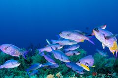 Creole wrasse (Clepticus parrae)