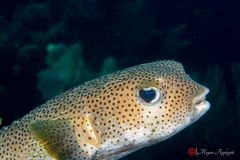 Porcupinefish (Diodon hystrix)