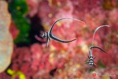 Spotted drum (Equetus punctatus)