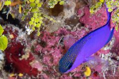 Blackcap basslet (Gramma melacara)
