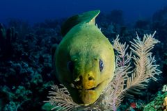 Green moray (Gymnothorax funebris)