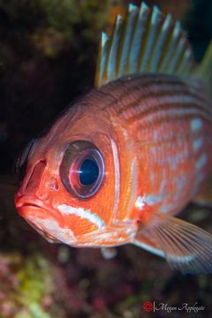 Longspine squirrelfish (Holocentrus rufus)