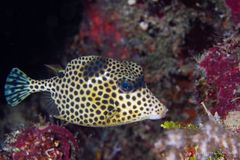 Spotted trunkfish (Lactophrys bicaudalis)