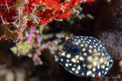 Smooth trunkfish (Lactophrys triqueter)
