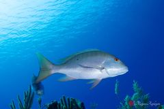 Mutton snapper (Lutjanus analis)