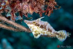 Slender filefish (Monacanthus tuckeri)