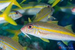 Yellow goatfish (Mulloidichthys martinicus)