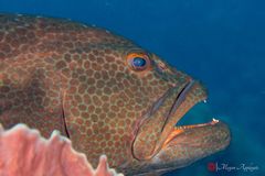 Tiger grouper (Mycteroperca tigris)