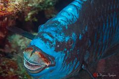Midnight parrotfish (Scarus coelestinus)