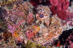 Spotted scorpionfish (Scorpaena plumieri)