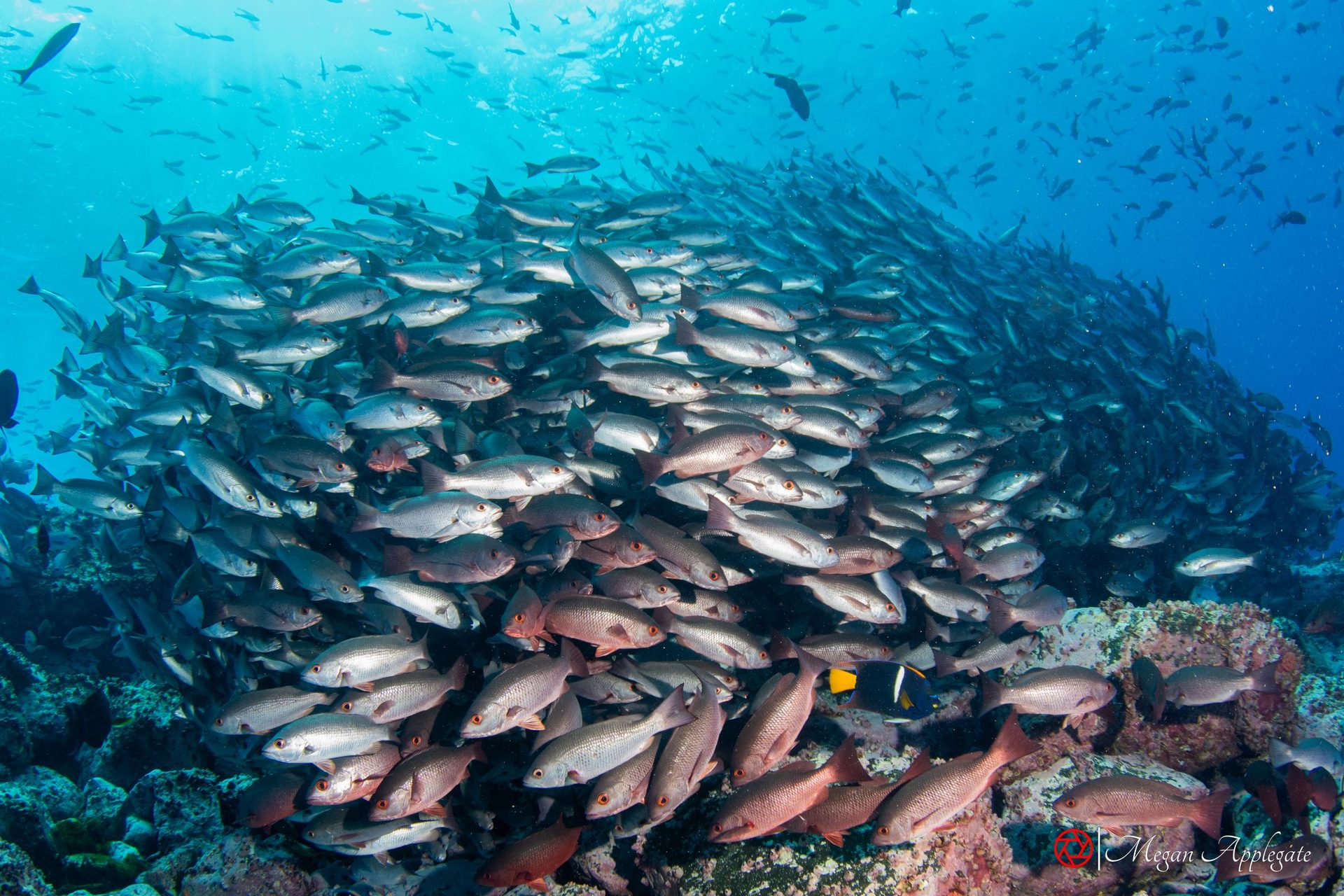 A school of snappers and a king angelfish over an eastern Pacific reef