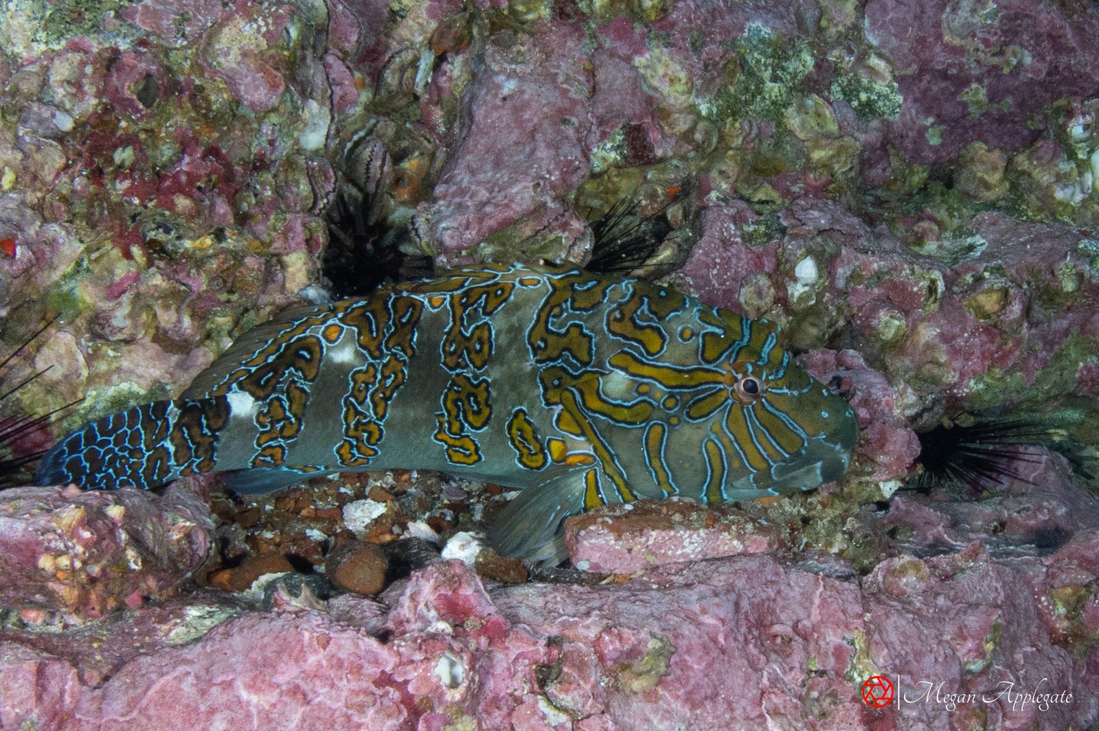 Giant hawkfish (Cirrhitus rivulatus)