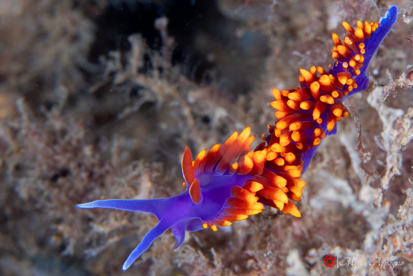 Spanish shawl