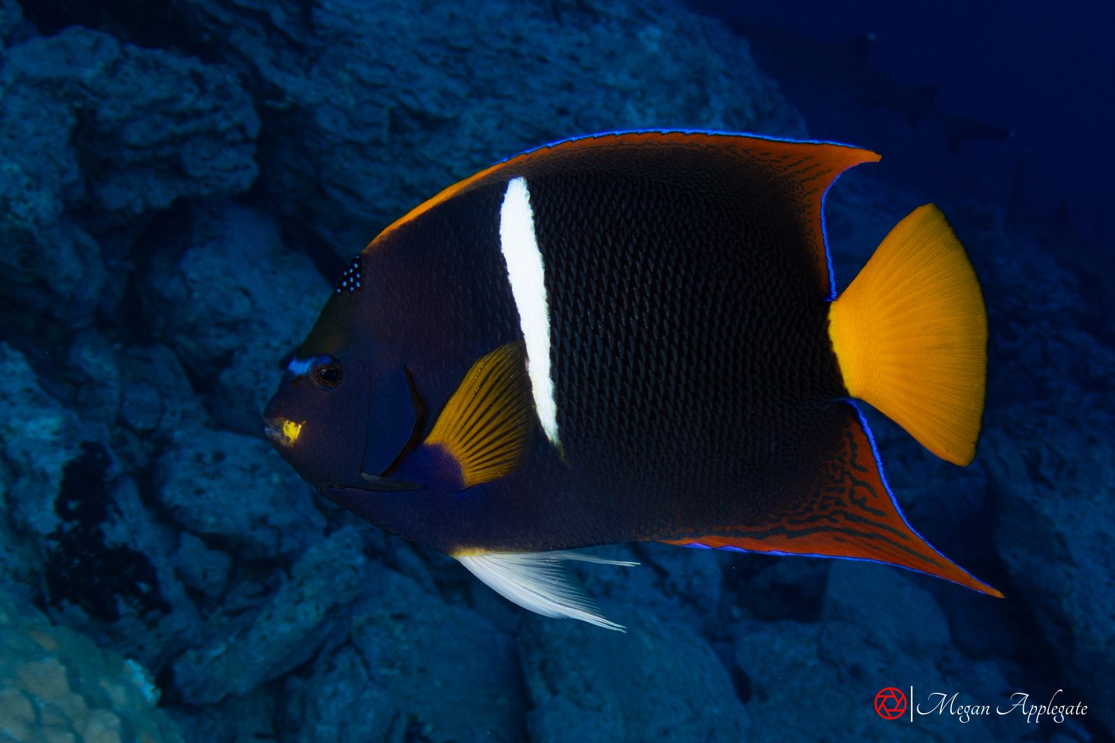 King angelfish