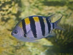 Panamic sergeant major (Abudefduf troschelii)