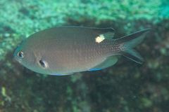 Scissortail chromis (Azurina atrilobata)