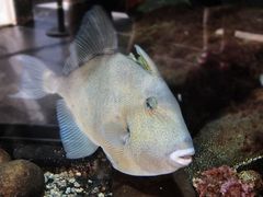 Finescale triggerfish (Balistes polylepis)