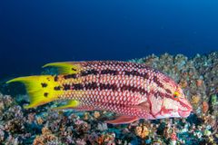 Mexican hogfish (Bodianus diplotaenia)