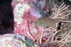 Spotted sharpnose puffer (Canthigaster punctatissima)
