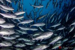 Bigeye trevally (Caranx sexfasciatus)