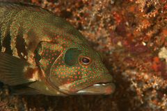 Panama graysby (Cephalopholis panamensis)