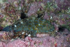 Giant hawkfish (Cirrhitus rivulatus)