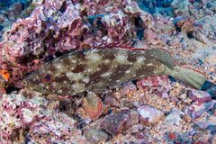 Flag cabrilla (Epinephelus labriformis)