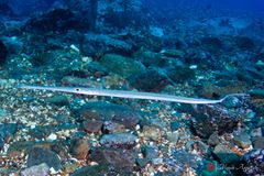 Reef cornetfish (Fistularia commersonii)