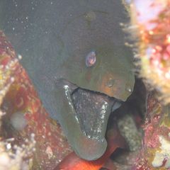 Panamic green moray (Gymnothorax castaneus)