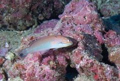 Chameleon wrasse (Halichoeres dispilus)