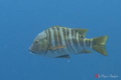 Barred pargo (Hoplopagrus guentherii)