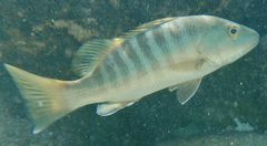 Pacific dog snapper (Lutjanus novemfasciatus)