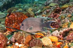 Giant damselfish (Microspathodon dorsalis)