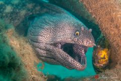 Jewel moray (Muraena lentiginosa)