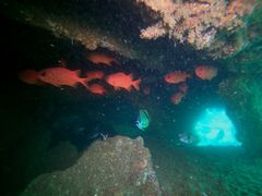 Panamic soldierfish (Myripristis leiognathus)