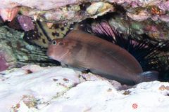 Panamic fanged blenny (Ophioblennius steindachneri)