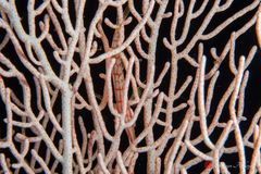 Longnose hawkfish (Oxycirrhites typus)