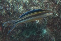 Sabertooth blenny (Plagiotremus azaleus)