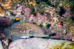 Cortez soapfish (Rypticus bicolor)