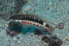 Barred serrano (Serranus psittacinus)