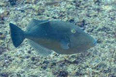 Orangeside triggerfish (Sufflamen verres)