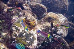 Cortez rainbow wrasse (Thalassoma lucasanum)