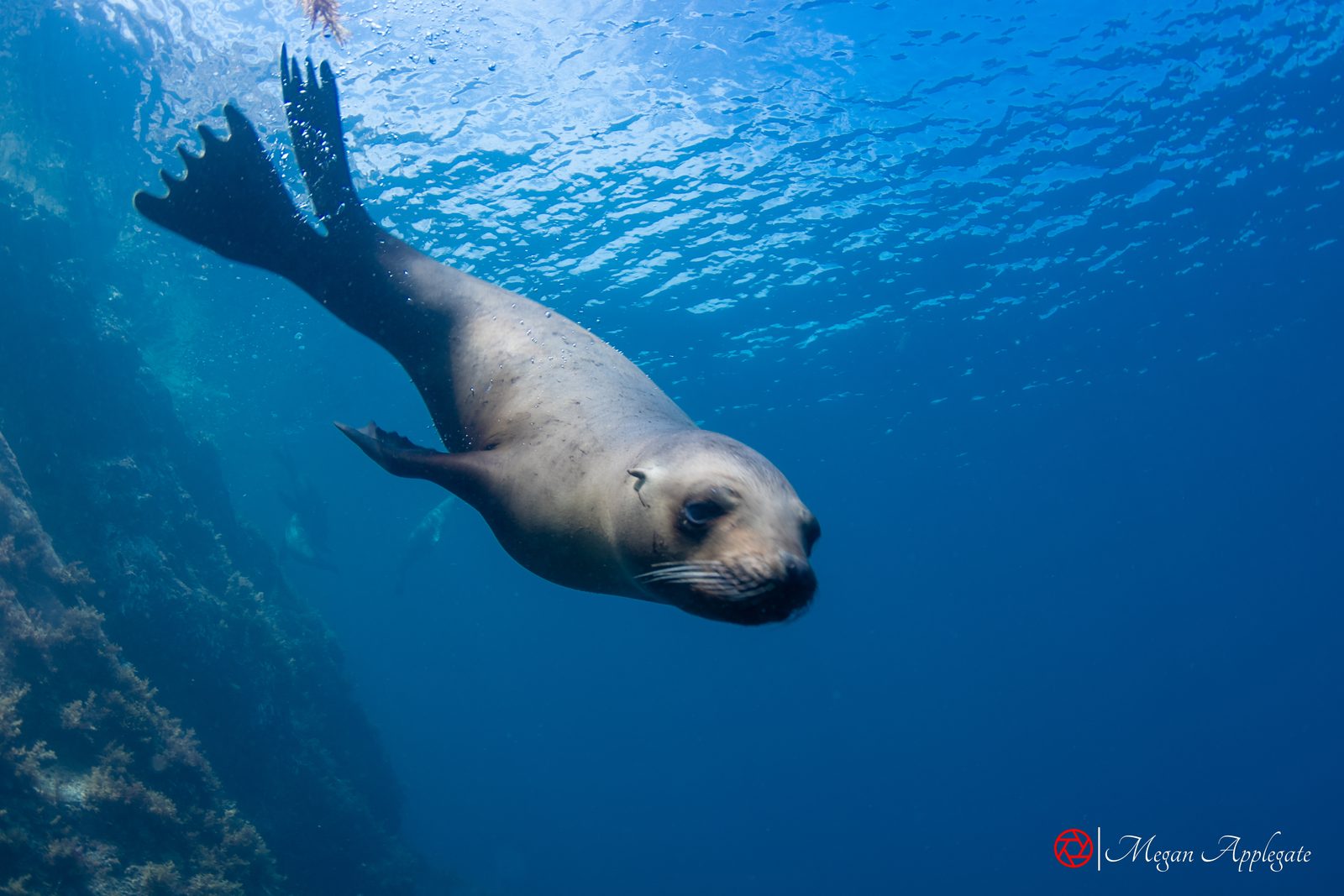 California sea lion