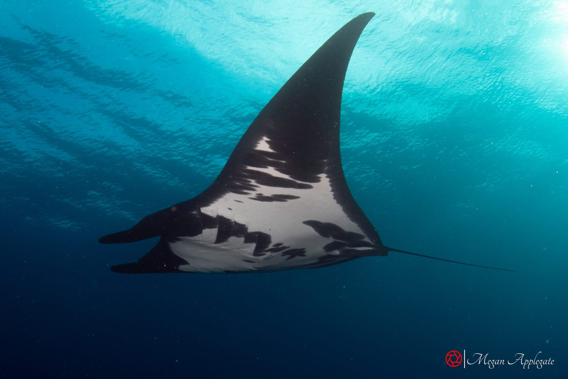 A giant oceanic manta seen from below