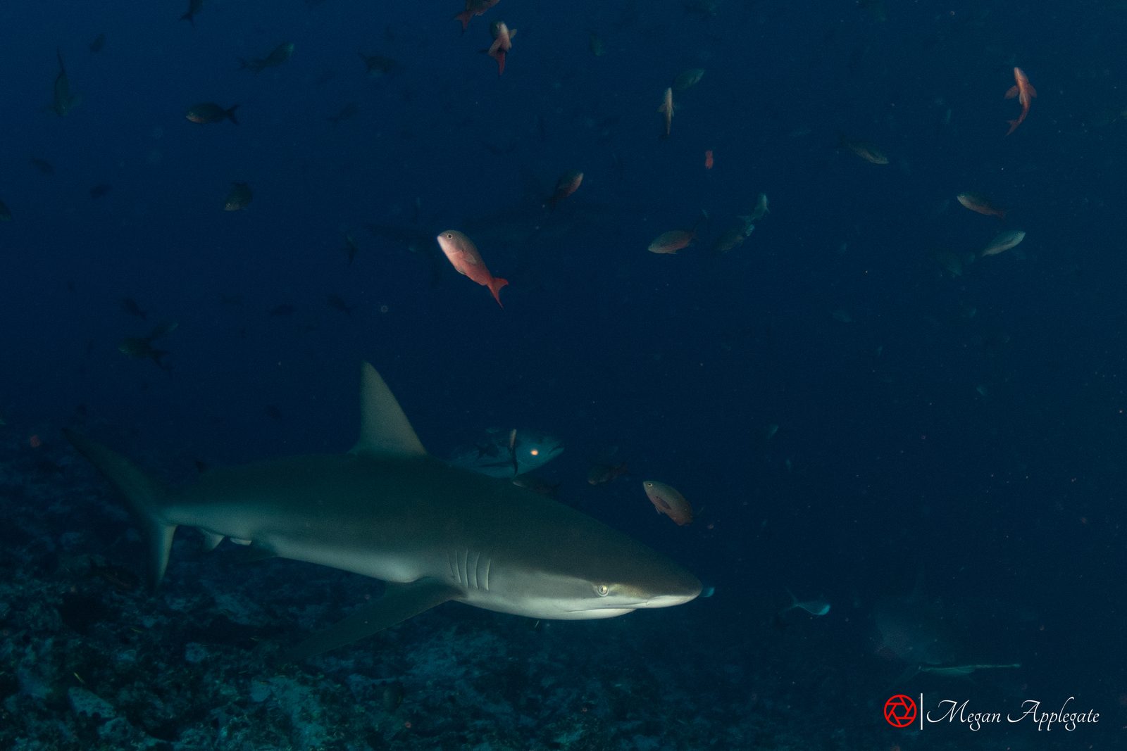 Galápagos shark (Carcharhinus galapagensis)