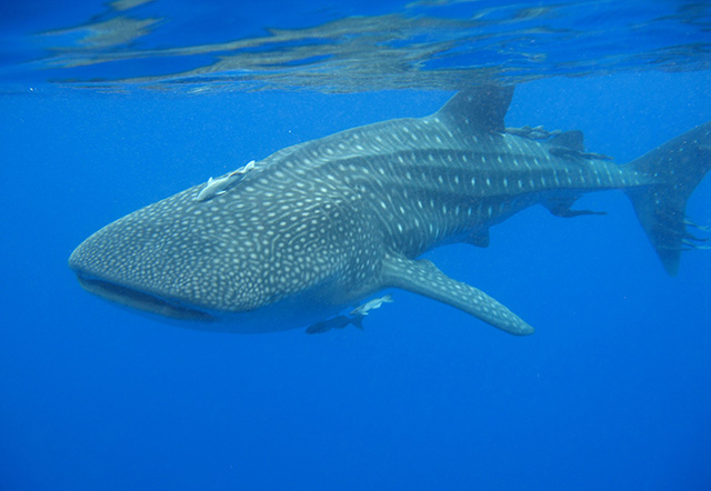 Whale shark