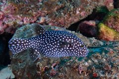 Guineafowl puffer (Arothron meleagris)