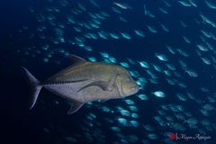 Black jack (Caranx lugubris)