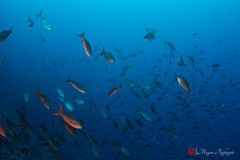 Pacific creolefish (Cephalopholis colonus)