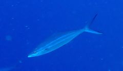 Rainbow runner (Elagatis bipinnulata)